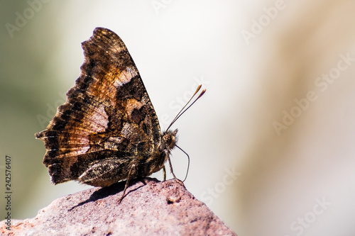 Close up of California tortoiseshell (Nymphalis californica) butterfly resting on a rock; Lassen Volcanic National Park, Northern California photo