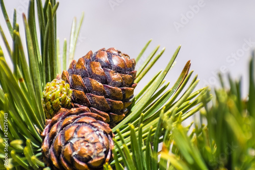 Close up of Whitebark Pine (Pinus albicaulis) cones surrounded by long, green, needles; California photo