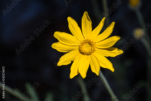 Common woolly sunflower  Eriophyllum lanatum  wildflower blooming in Siskiyou County  California