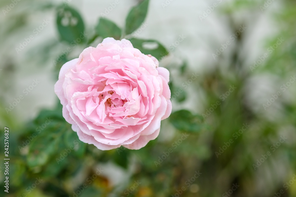 Beautiful flowers various colors Beautiful flowers various colors