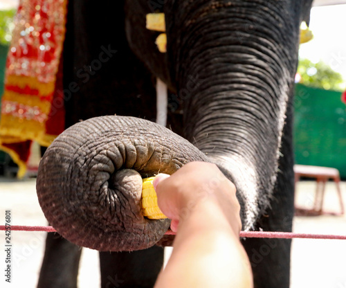 give food to elephant