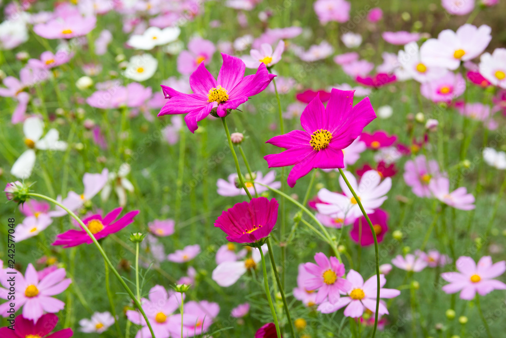 Colorful Blossom Flower