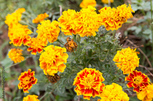 Colorful Blossom Flower