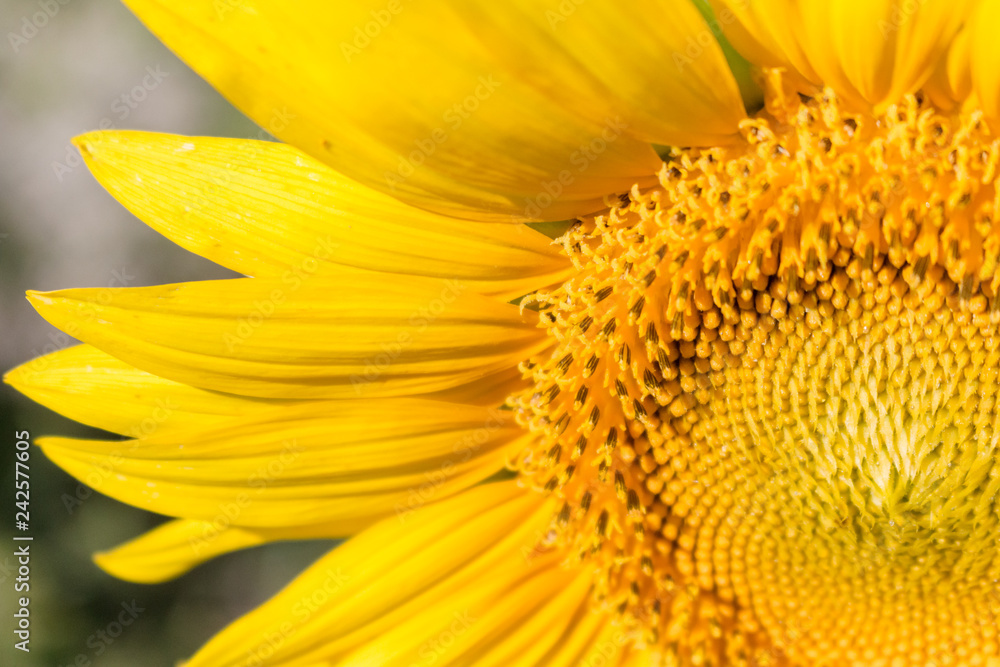 yellow sunflower close up amazing detail yellow sunflower close up amazing detail