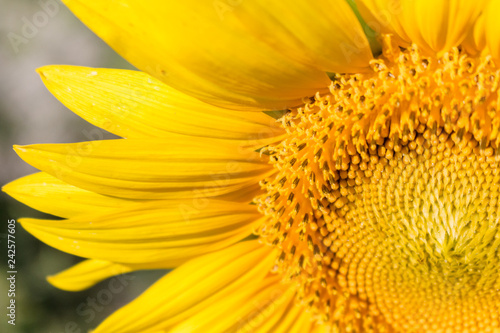 yellow sunflower close up amazing detail