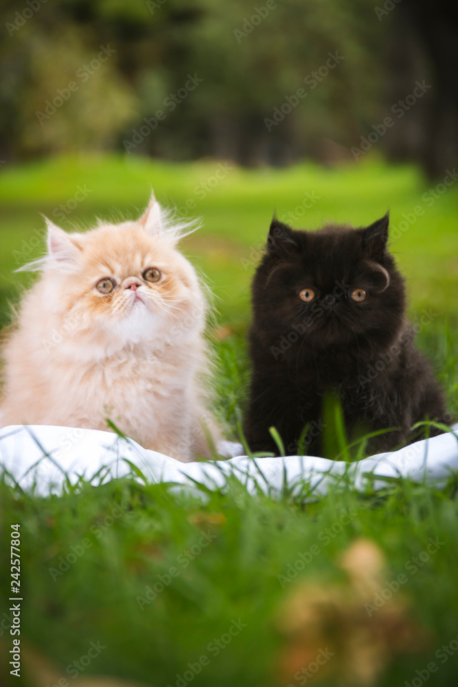  two Persian cats lying on the grass looking to the front