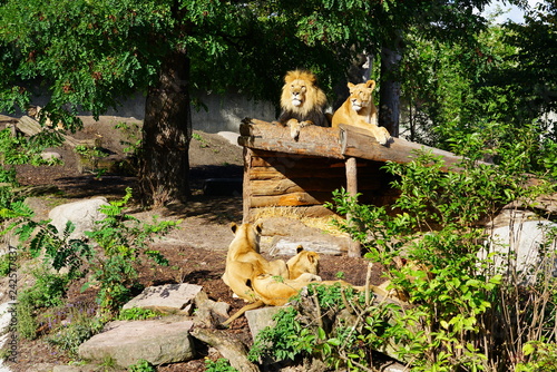 Photography A majestic lion and his lioness at the Copenhagen Zoo