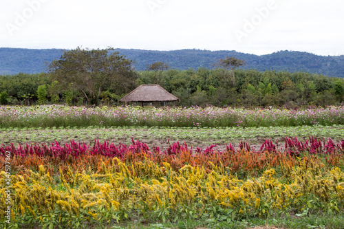 Wallpaper Mural Colorful Blossom Flower Torontodigital.ca