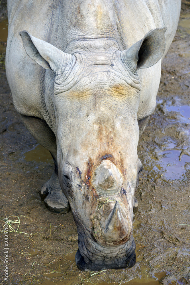 View of a rhinoceros with horn at the Copenhagen Zoo View of a rhinoceros with horn at the Copenhagen Zoo