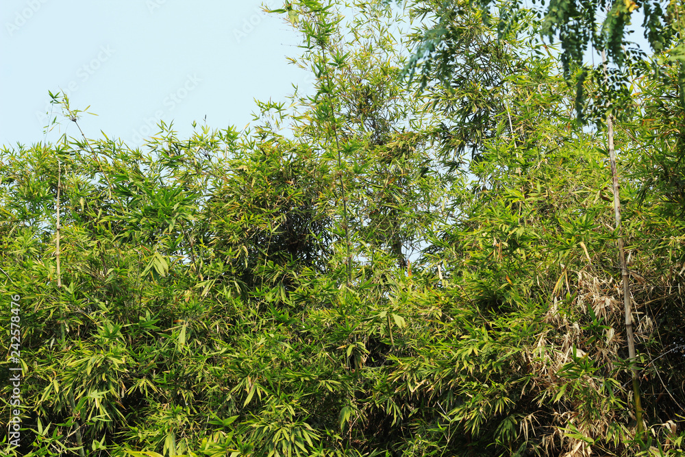 Fototapeta premium bamboo tree background