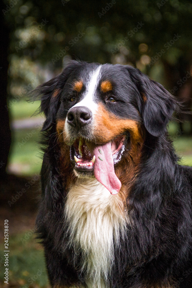  Bernese dog face standing on the mountain on the grass