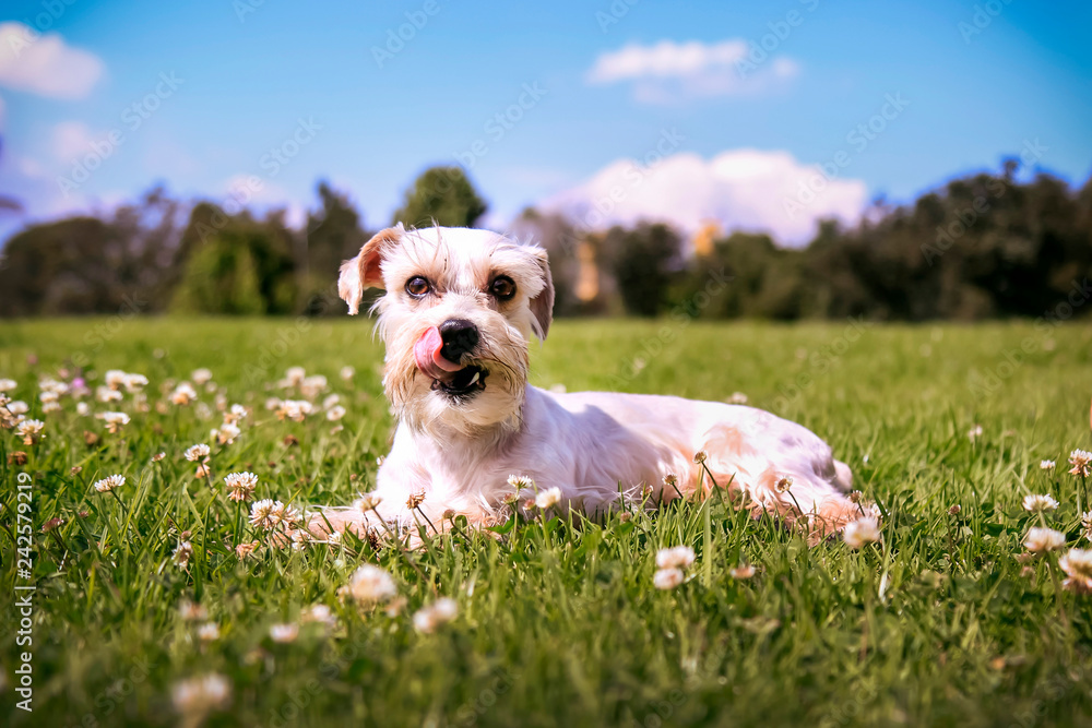 schnauzer dog lying on the grass