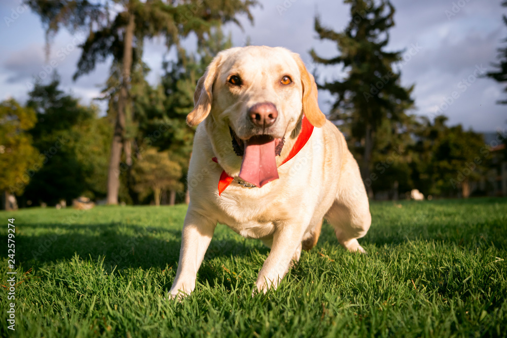  labrador dog sitting on the grass with his tongue out