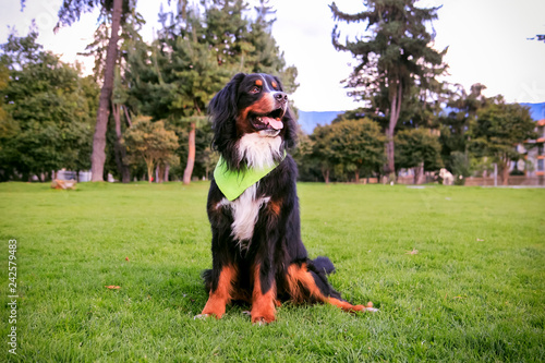 dog bernes mountain sitting  on the grass photo