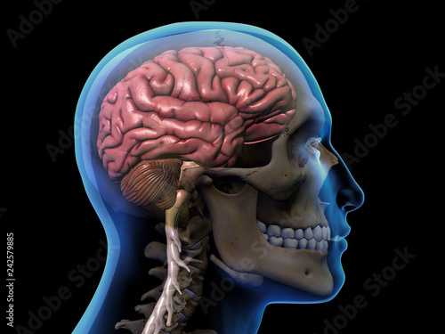 Profile of Man with X-ray Skull, Brain and Spinal Cord on Black