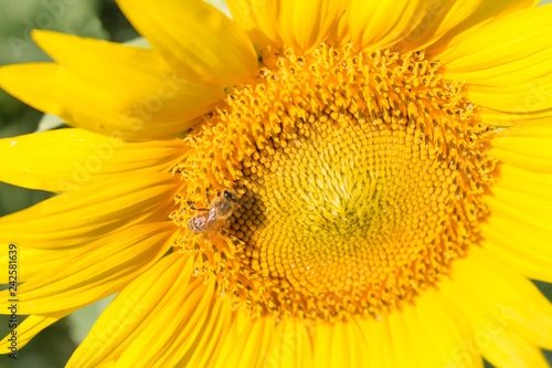 bee on sunflower, pretty
