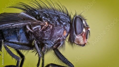 Closeup of a fly