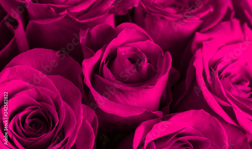 Close Up View of Pink Roses