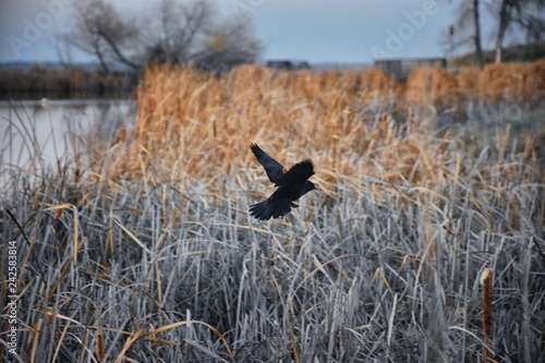 Red winged blackbird (Agelaius phoeniceus) close up in the wild in Colorado is a passerine bird of the family Icteridae found in most of North America and much of Central America. Pond, Broomfield CO