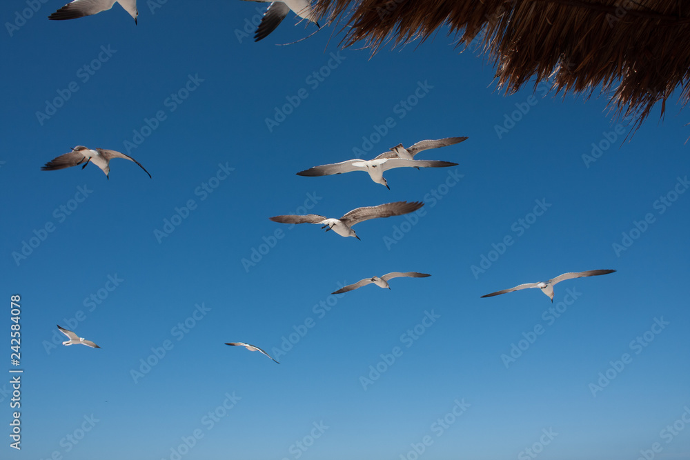 Obraz premium gulls birds flying