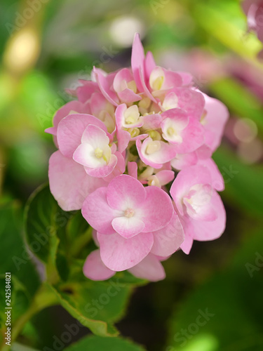Close up Hydrangea flower © noppharat