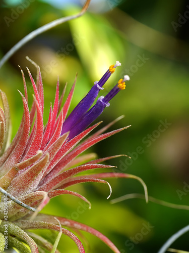 Close up tillandsia air plant.