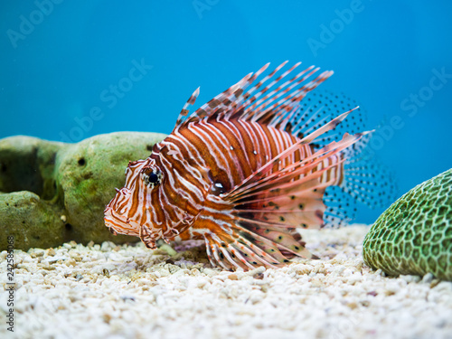 Lionfish or devil firefish swimming on a blue background photo