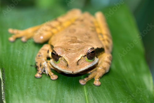 Masked tree frog (Smilisca phaeota) on the leaf, Alajuela, Costa Rica photo