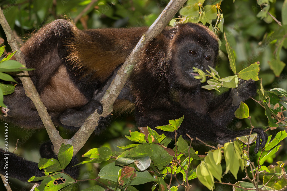 Mantled howler monkey (Alouatta palliata) eating flowers, Puntarenas, Costa Rica Mantled howler monkey (Alouatta palliata) eating flowers, Puntarenas, Costa Rica