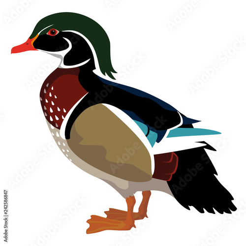 Wood Duck