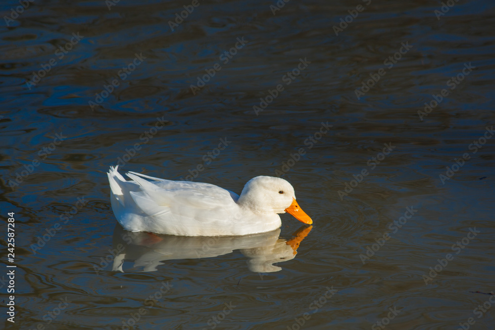 duck on water