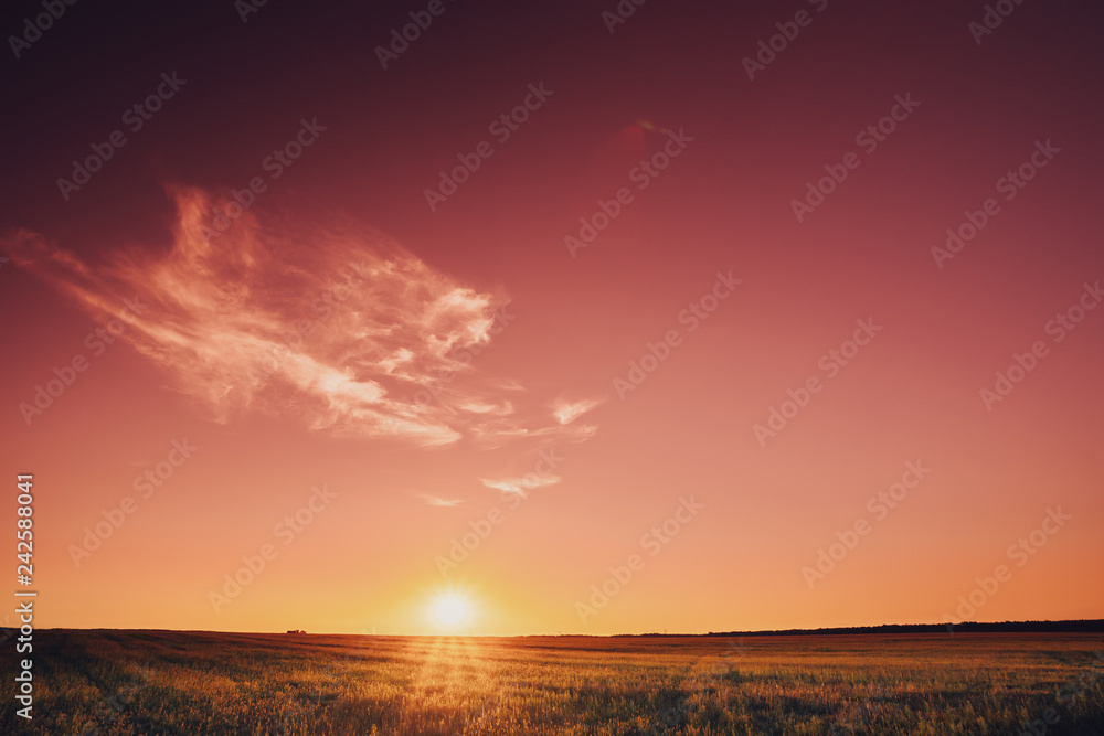 Meadow Grass In Sunlight At Summer Sunset. Bright Sun At Horizon