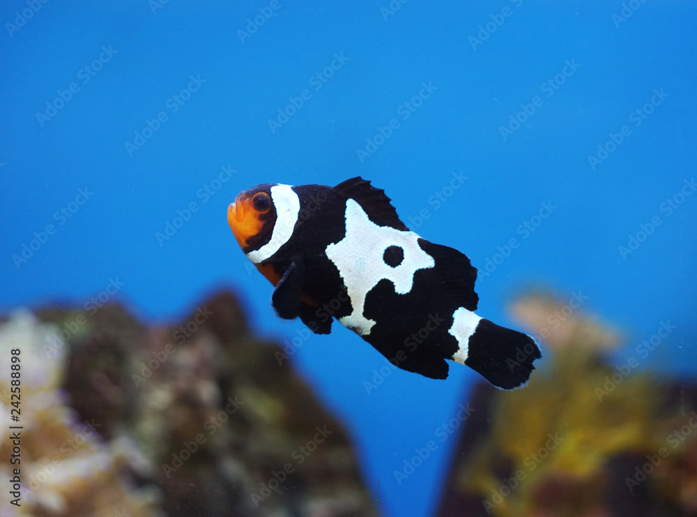 black and white clownfish in the coral reef Stock Photo Adobe Stock