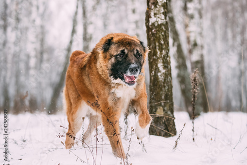 Caucasian Shepherd Dog Running Outdoor In Snowy Forest At Winter photo