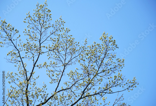 low angle view of spring tree branch
