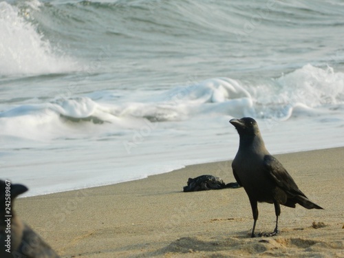 raven by the sea