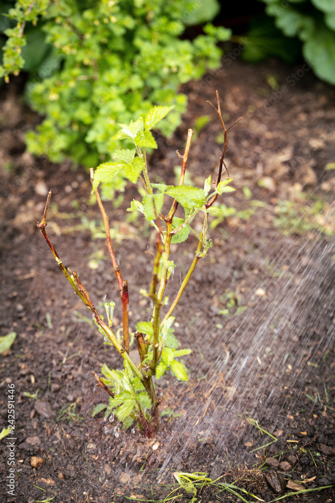 Bewässern von Sträuchern im Garten, Brombeerstrauch braucht Wasser Bewässern von Sträuchern im Garten, Brombeerstrauch braucht Wasser