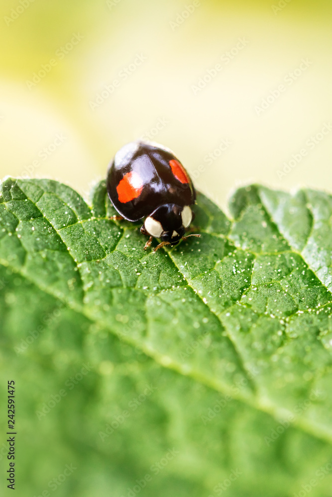 Fototapeta premium Adalia bipunctata, Zweipunkt-Marienkäfer oder Zweipunkt Marienkäfer auf einem Blatt