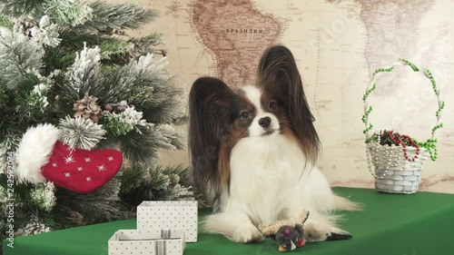 Papillon dog is playing with donated toy near the New Year tree stock footage video photo