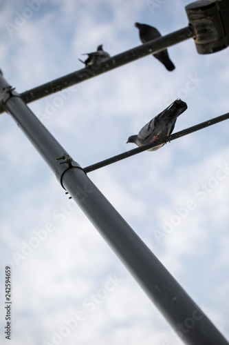Pigeon on Lamp Post Street photo