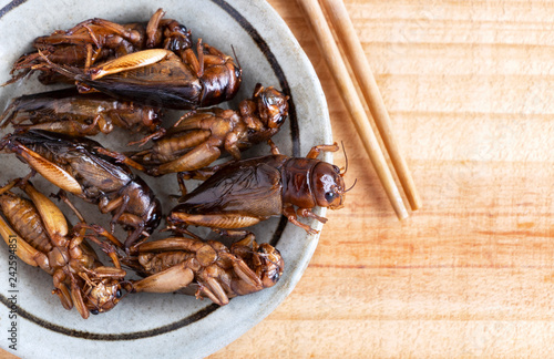 Insects(crickets) in a ceramic dish with chopsticks on the wood table. The concept of protein food sources from insects. Brachytrupes portentosus crickets is a good source of protein, and iron. photo