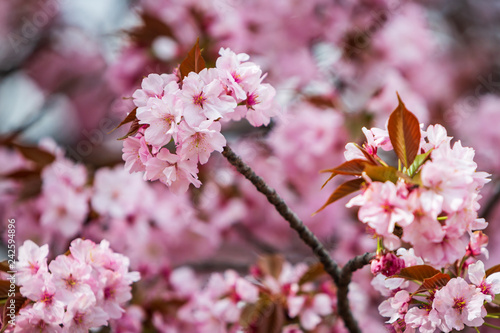 Cherry Blossom  Sakura season in Japan.