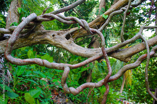 old roots of a tree. jungle