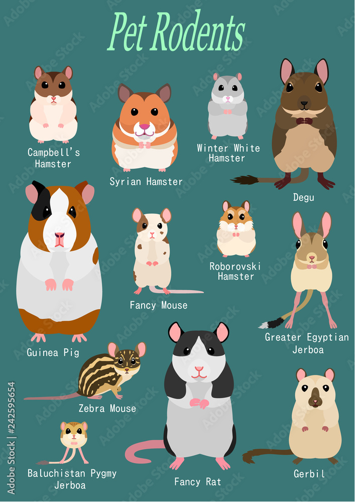 collection of pet rodents collection of pet rodents