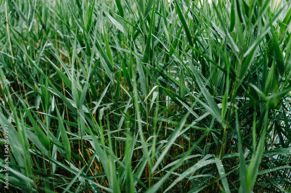 Beautiful green grass with dew and transparent rain water. Seasonal concept - summer morning. Large drops on a green texture leaf in nature. Natural background. Spring. Beautiful green grass with dew and transparent rain water. Seasonal concept - summer morning. Large drops on a green texture leaf in nature. Natural background. Spring.