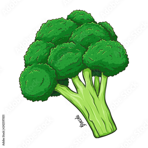 Broccoli Vegetable Hand Drawing