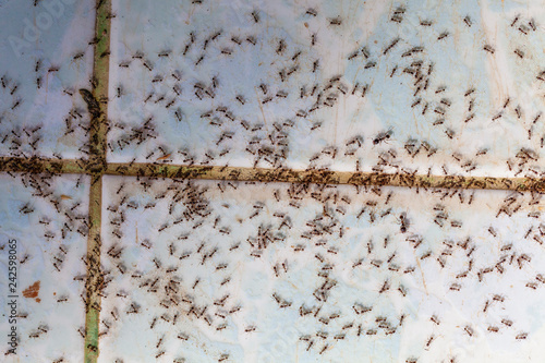 Ants in house on the wall angleants walk on the tile floor. photo