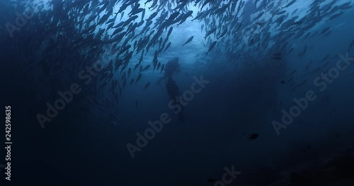 Scuba divers in awe surrounded by a school of jack fish photo