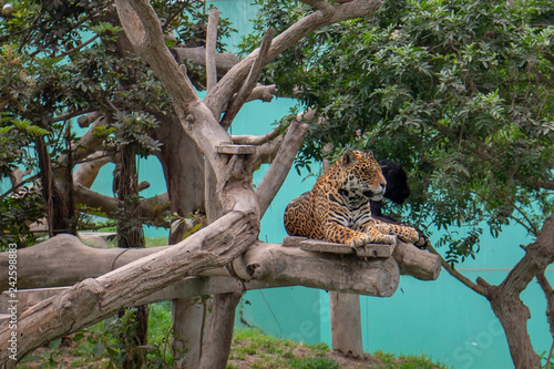 Jaguar and Black Panther lounging in tree in Parque de las Leyendas Zoo in Lima Peru South America © htrnr