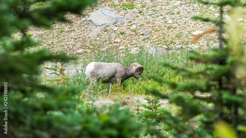 Mountain sheep in Glacier National Park